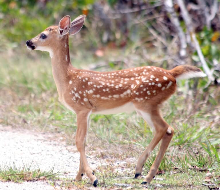 Odocoileus virginianus clavium fawn