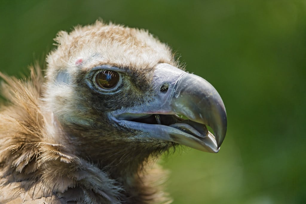 Portrait of a vulture Portrait of a vulture