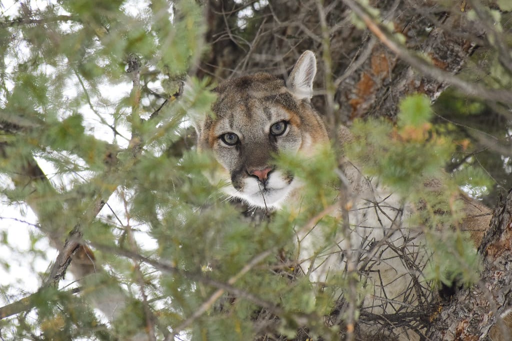 Male cougar in a tree Male cougar in a tree