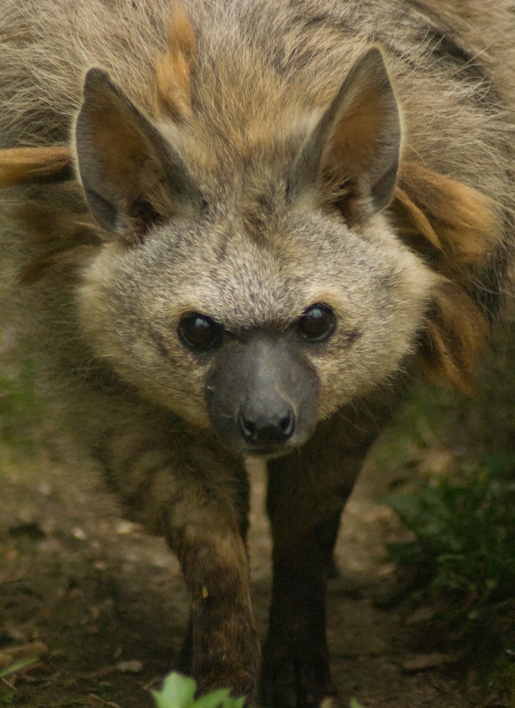 Aardwolf (Proteles Cristata), Hamerton Zoo