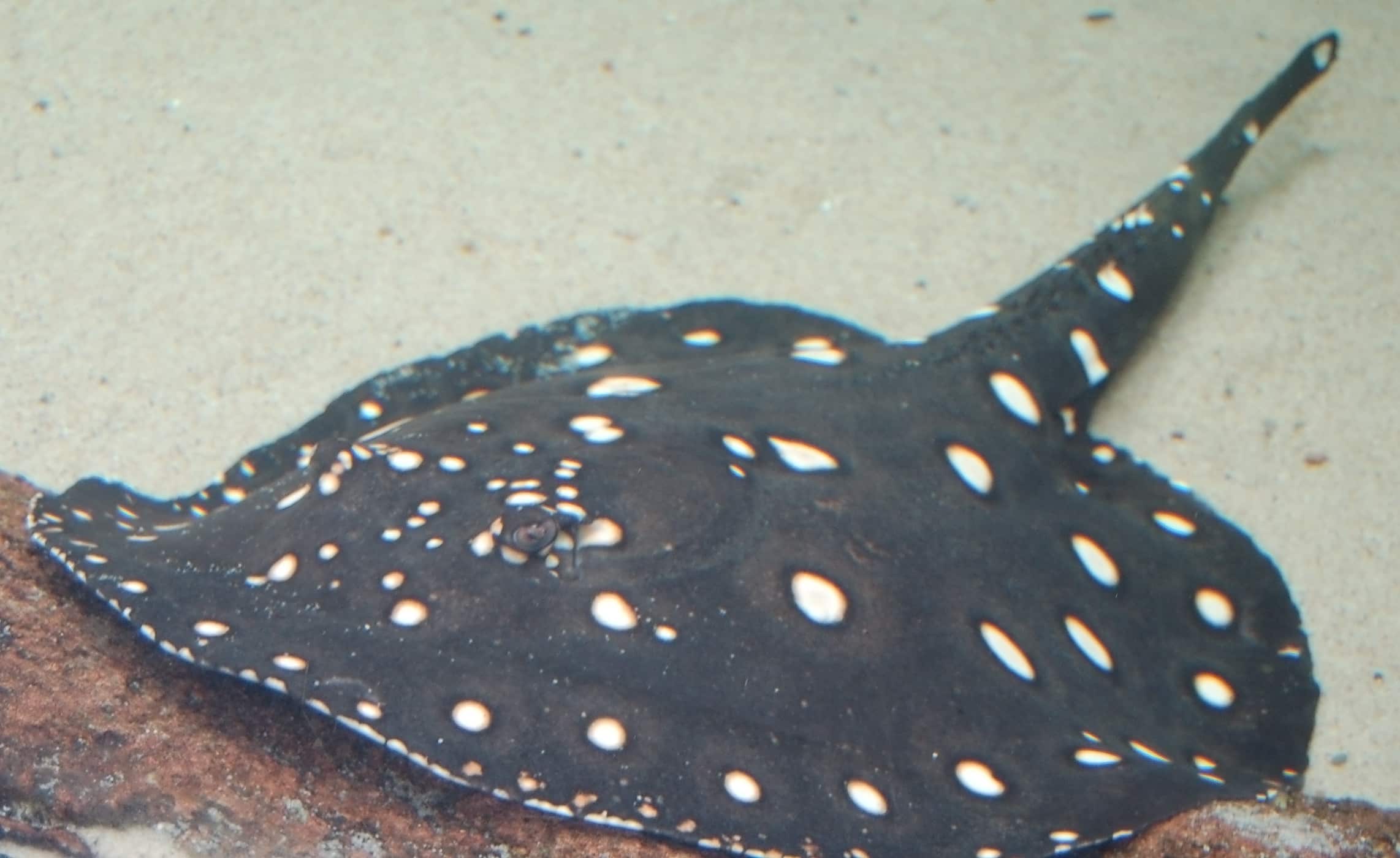 White-blotched River Stingray Potamotrygon leopoldi 2284px