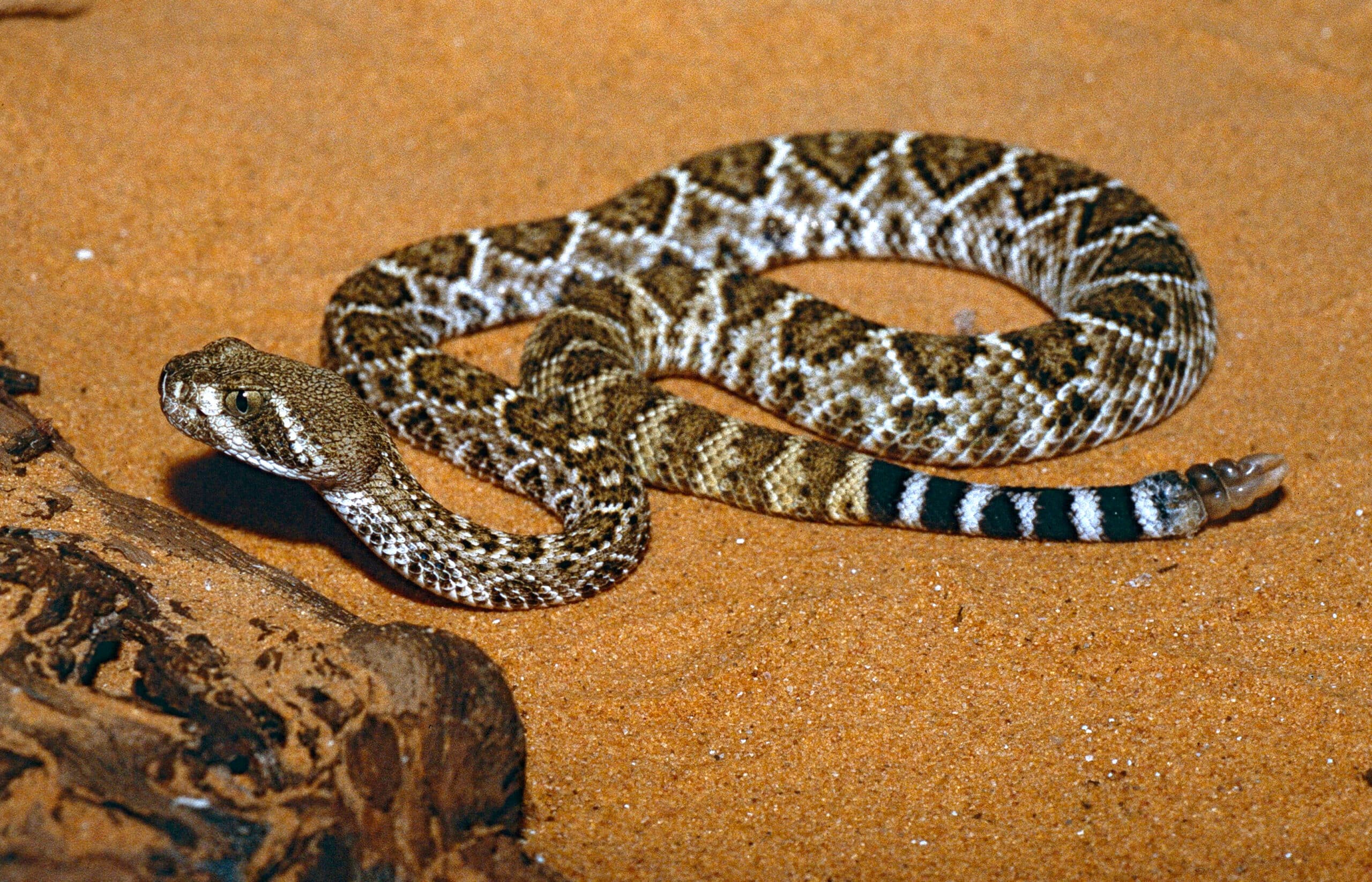 Rattlesnake