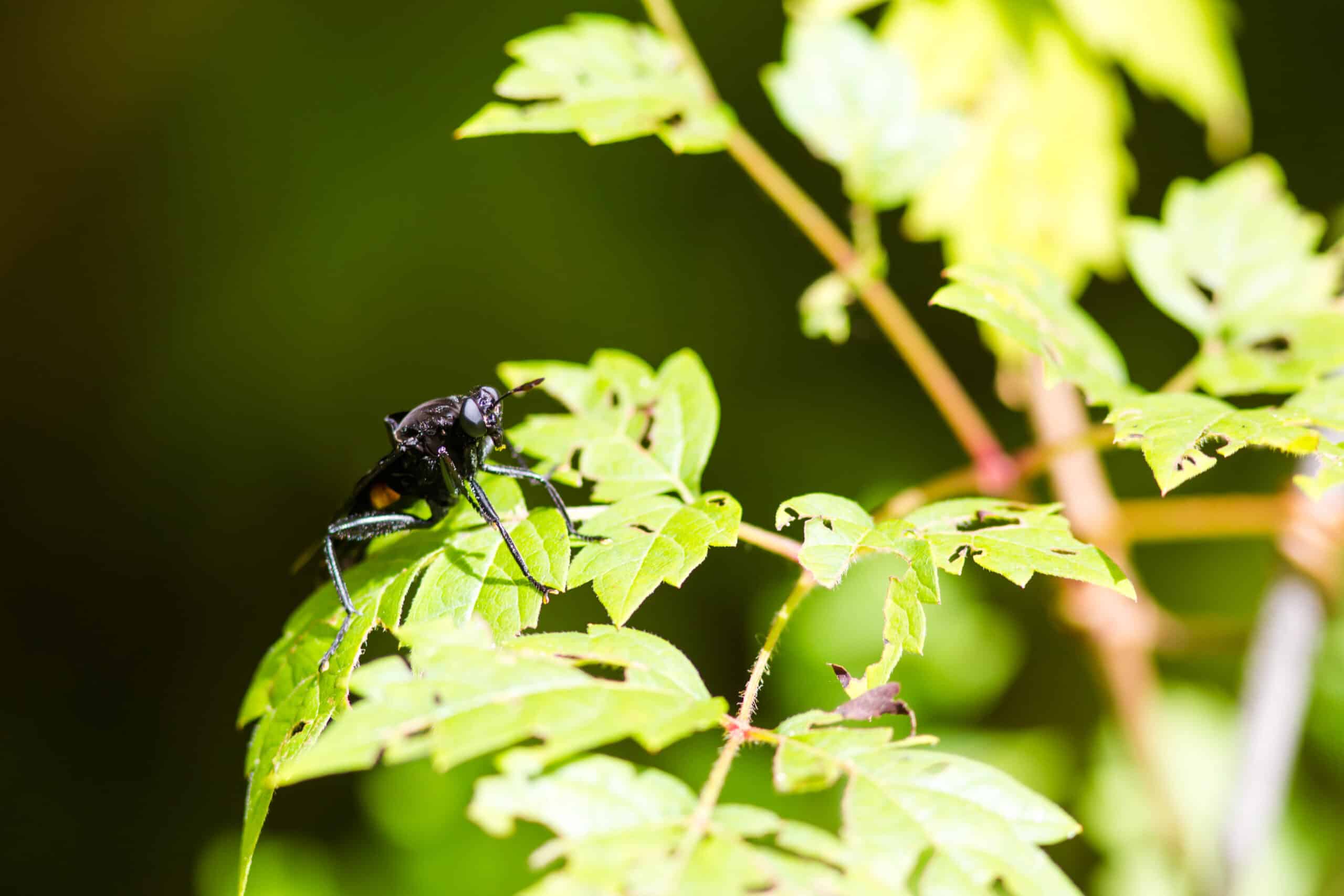 Horsefly