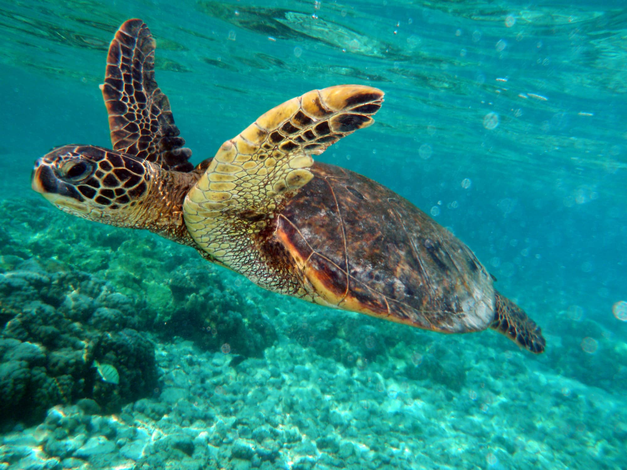 File:Green turtle swimming in Kona May 2010.jpg