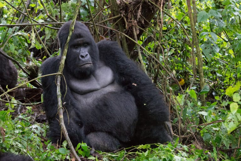 Mountain Gorilla (Humba family) – Virunga National Park (30)