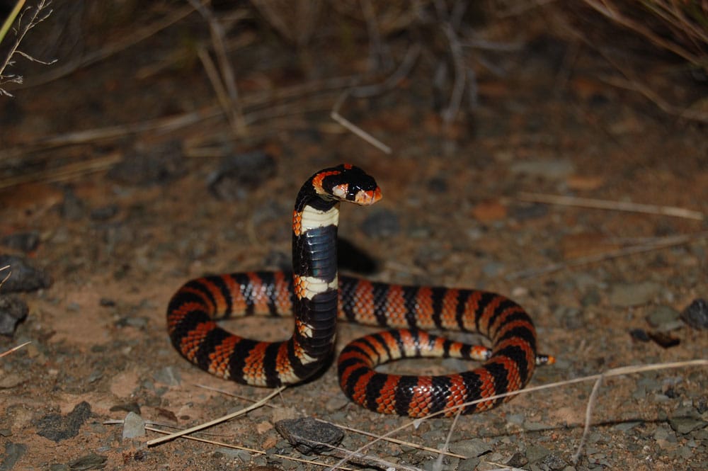 Cape Coral Snake, Aspidelaps lubricus, RsDSC 0417 Cape Coral Snake, Aspidelaps lubricus, RsDSC 0417