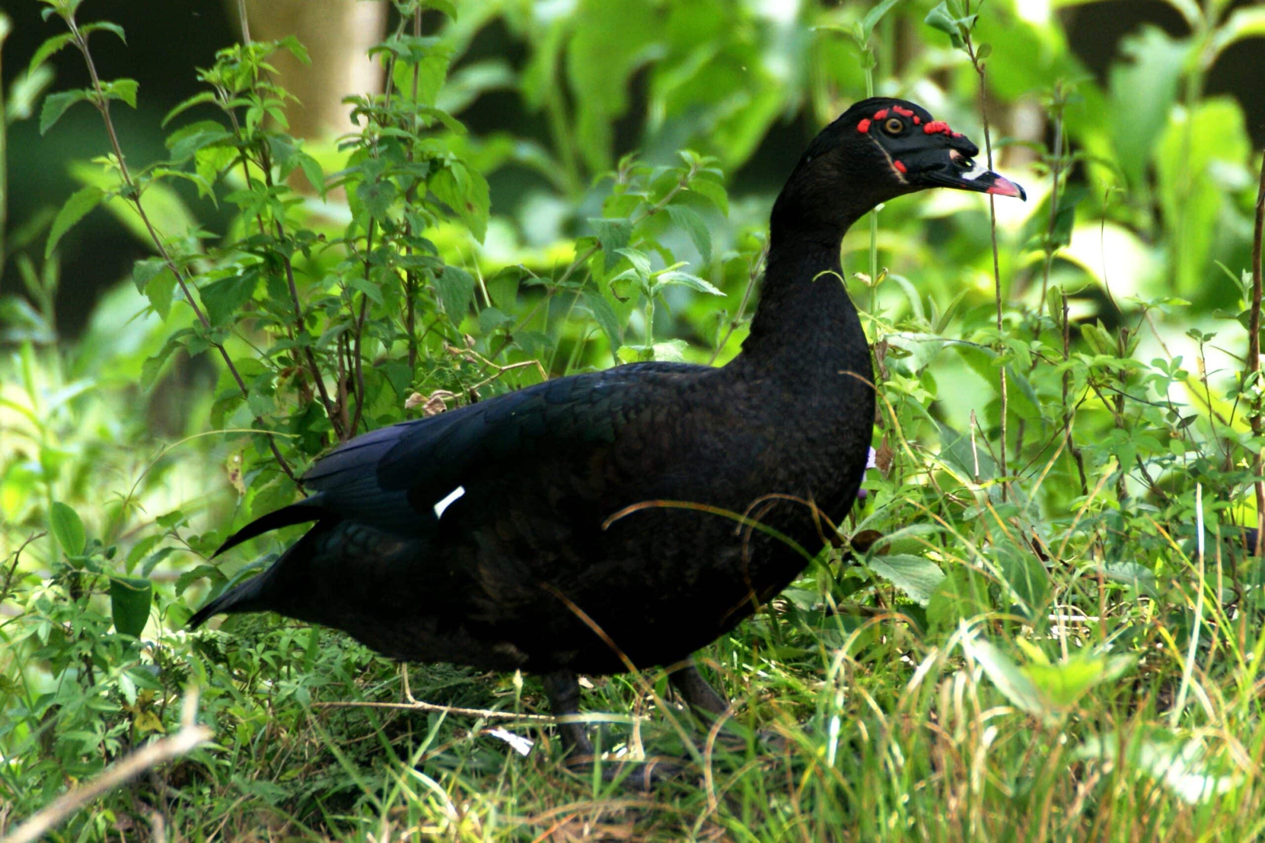 Cairina moschata, Parque Iguaçu, Curitiba, Brazil
