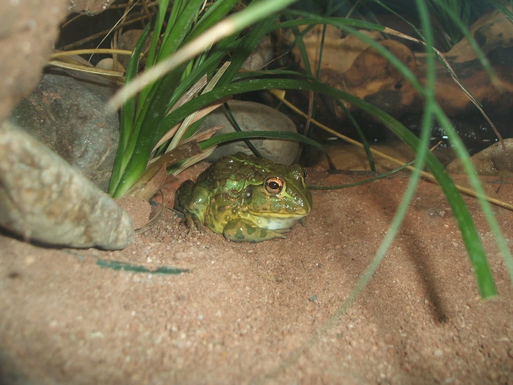 African bullfrog
