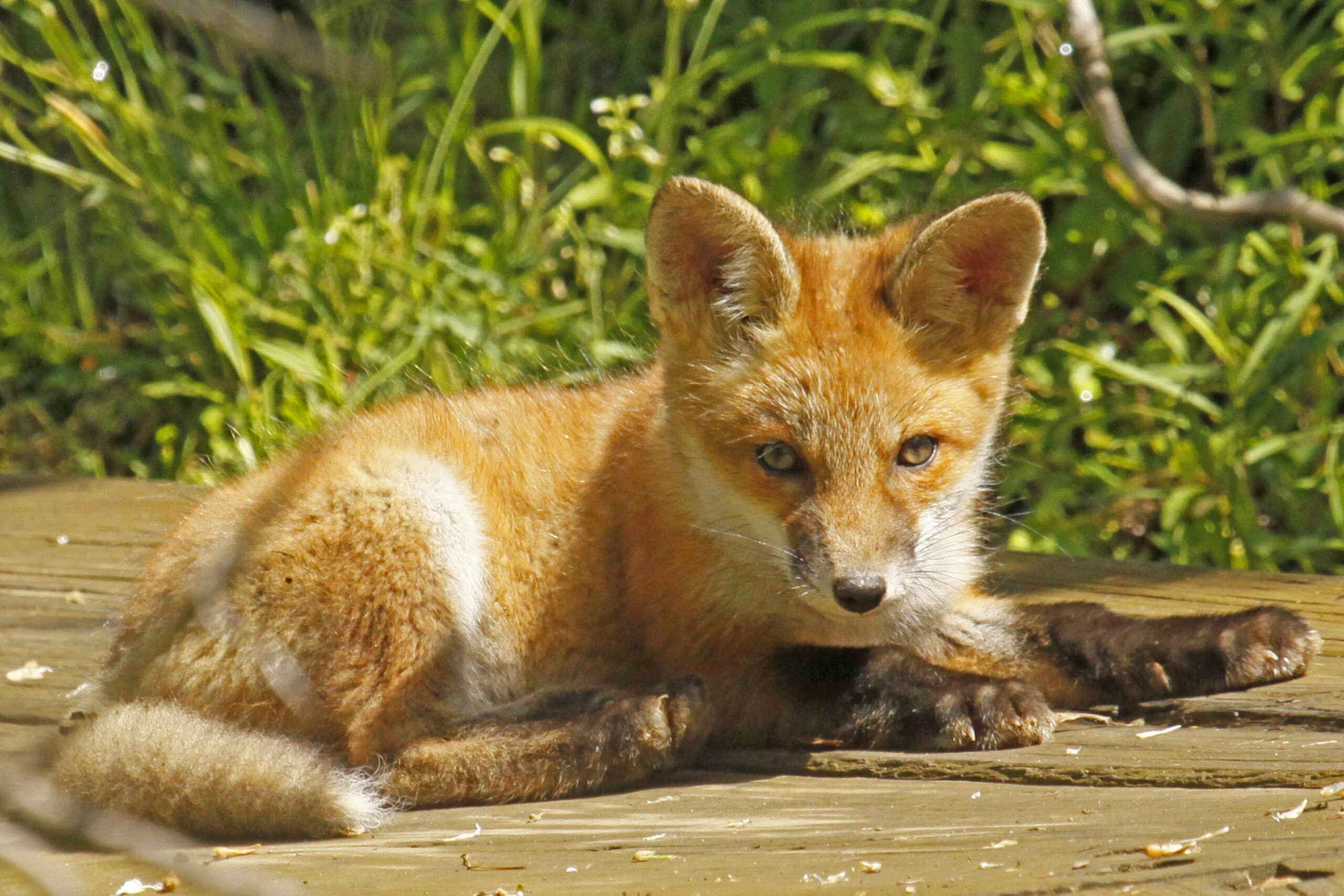 Red Fox – Vulpes vulpes (juvenile) – 6979216600 Red Fox – Vulpes vulpes (juvenile) – 6979216600
