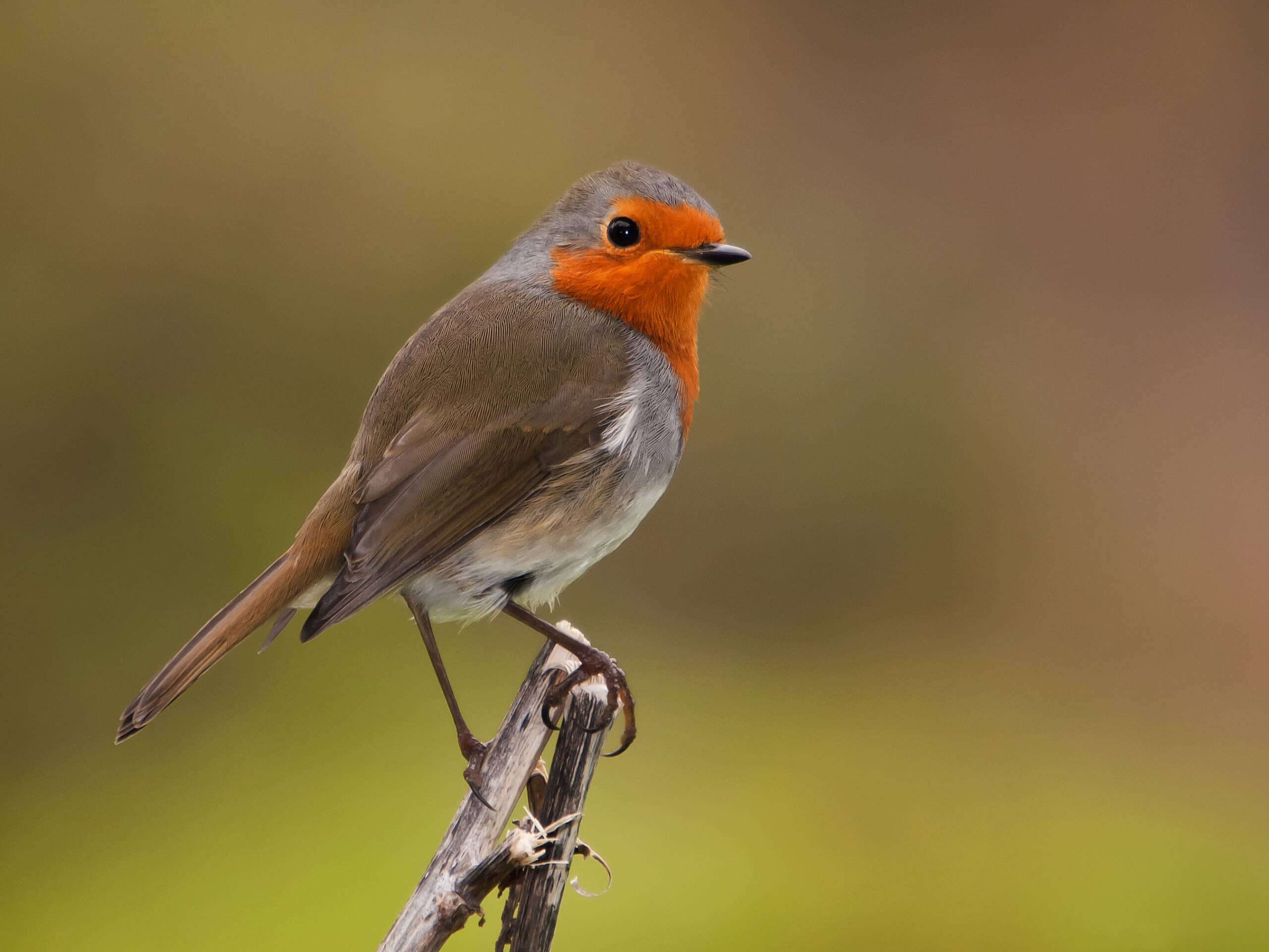 Robin