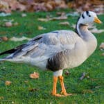 Goose