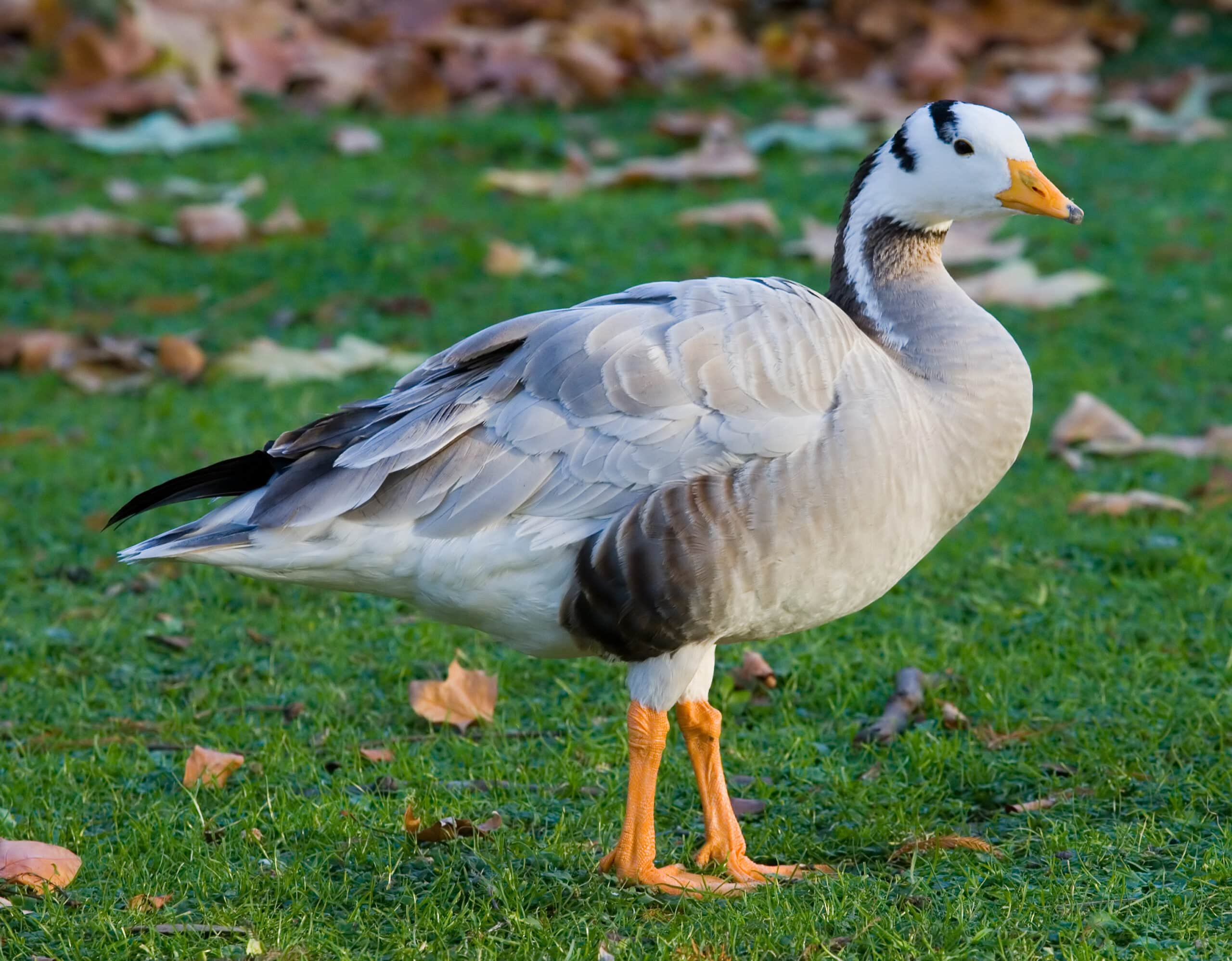 Bar-headed Goose – St James’s Park, London – Nov 2006 Bar-headed Goose – St James’s Park, London – Nov 2006 Goose