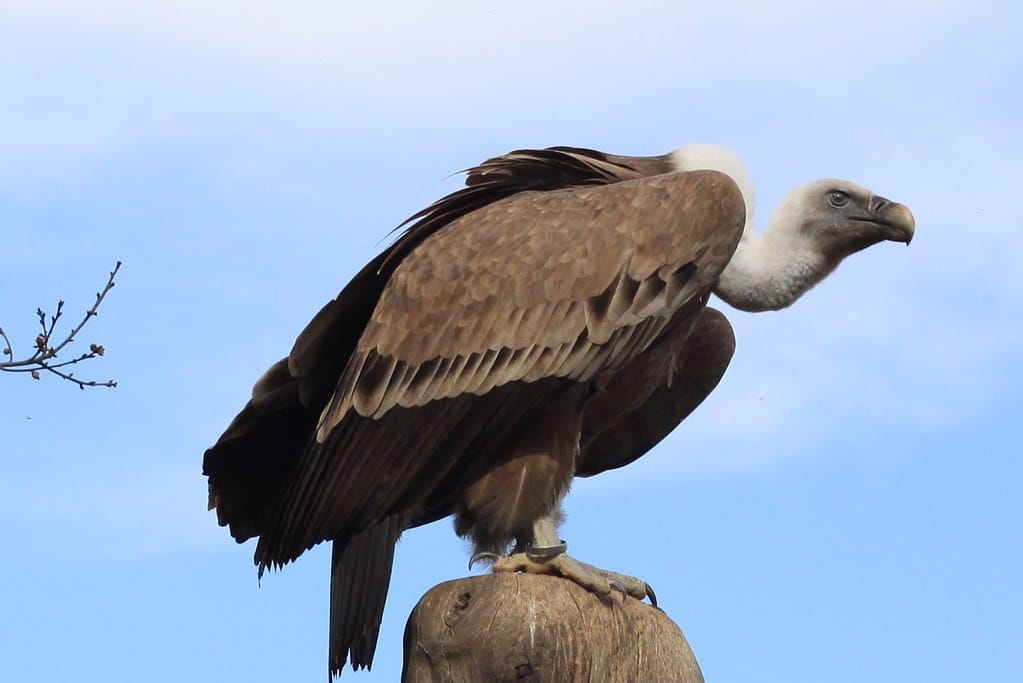 Vulture / Geier Vulture / Geier