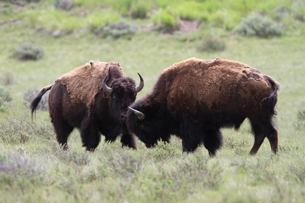 Bison fight