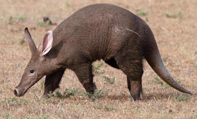 Orycteropus afer afer 78448701