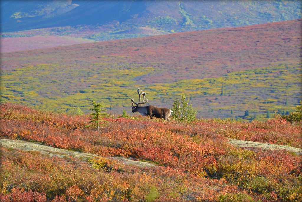 Caribou in Denali National Park – Autumn – Animal – Wildlife – Alaska
