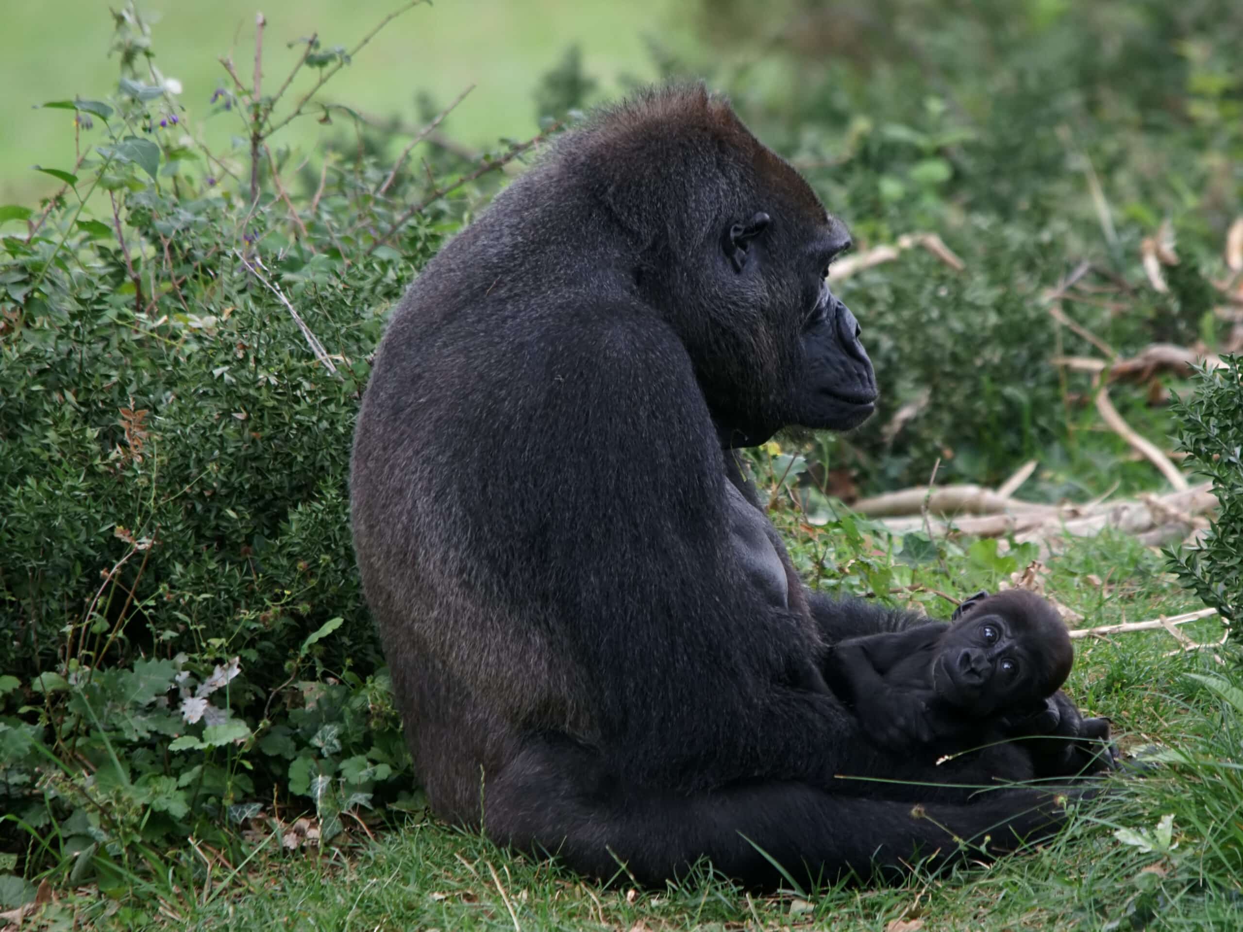 Gorilla gorilla (mother and child)