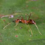 Anoplolepis gracilipes 252656088