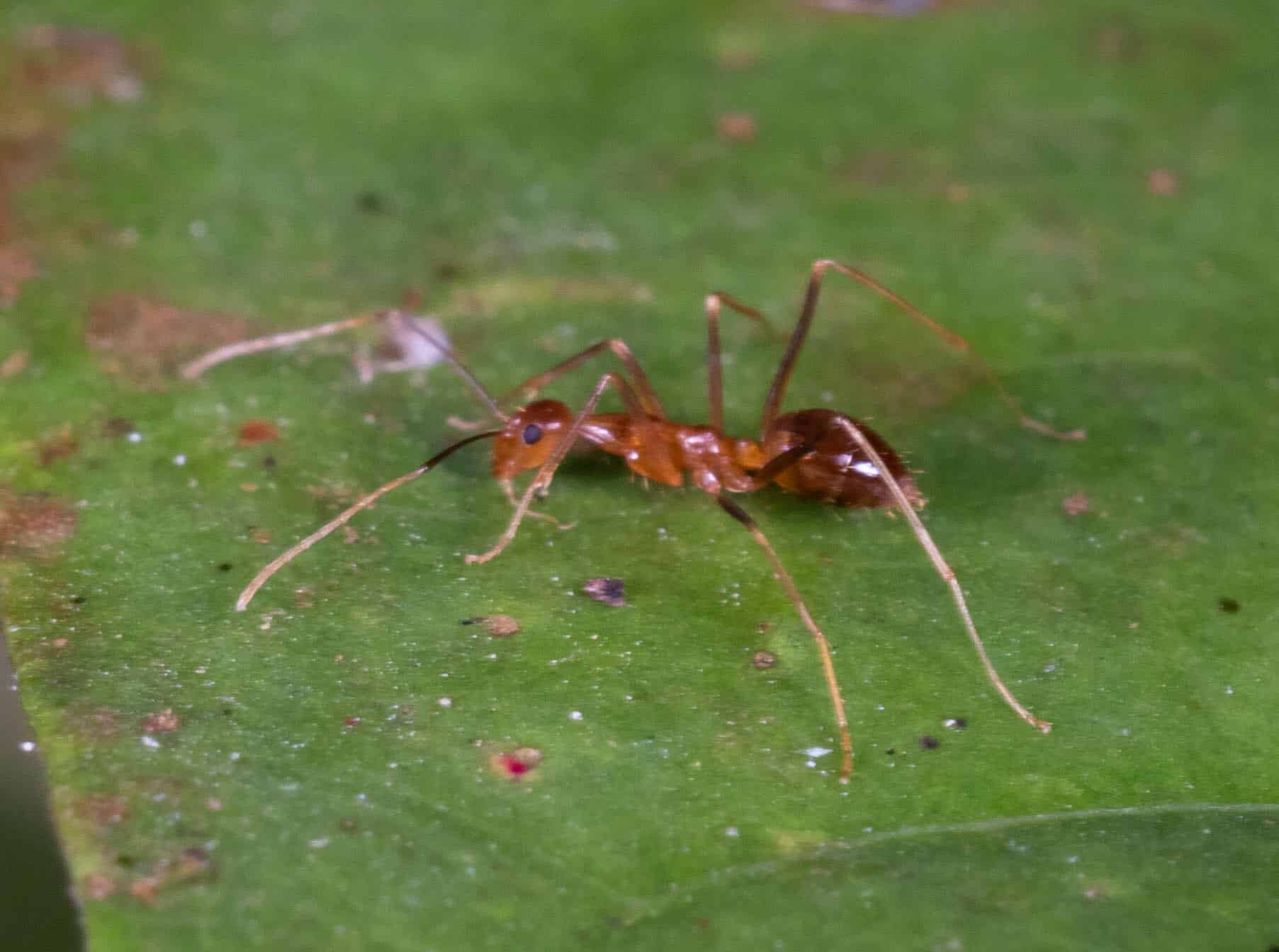 Anoplolepis gracilipes 252656088