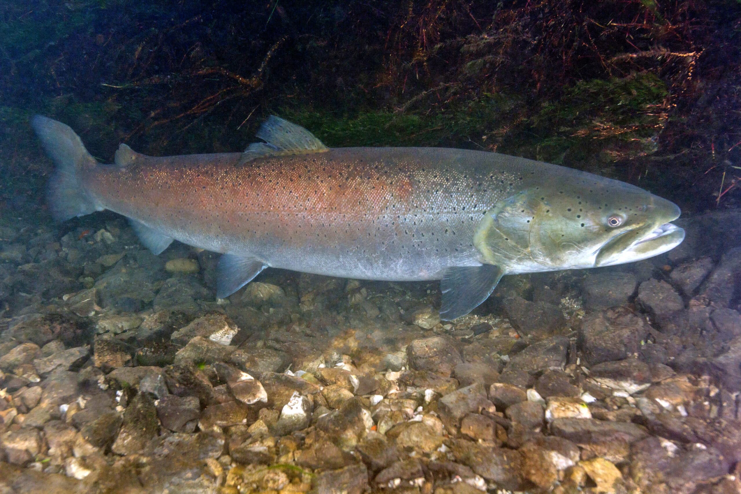 Salmon