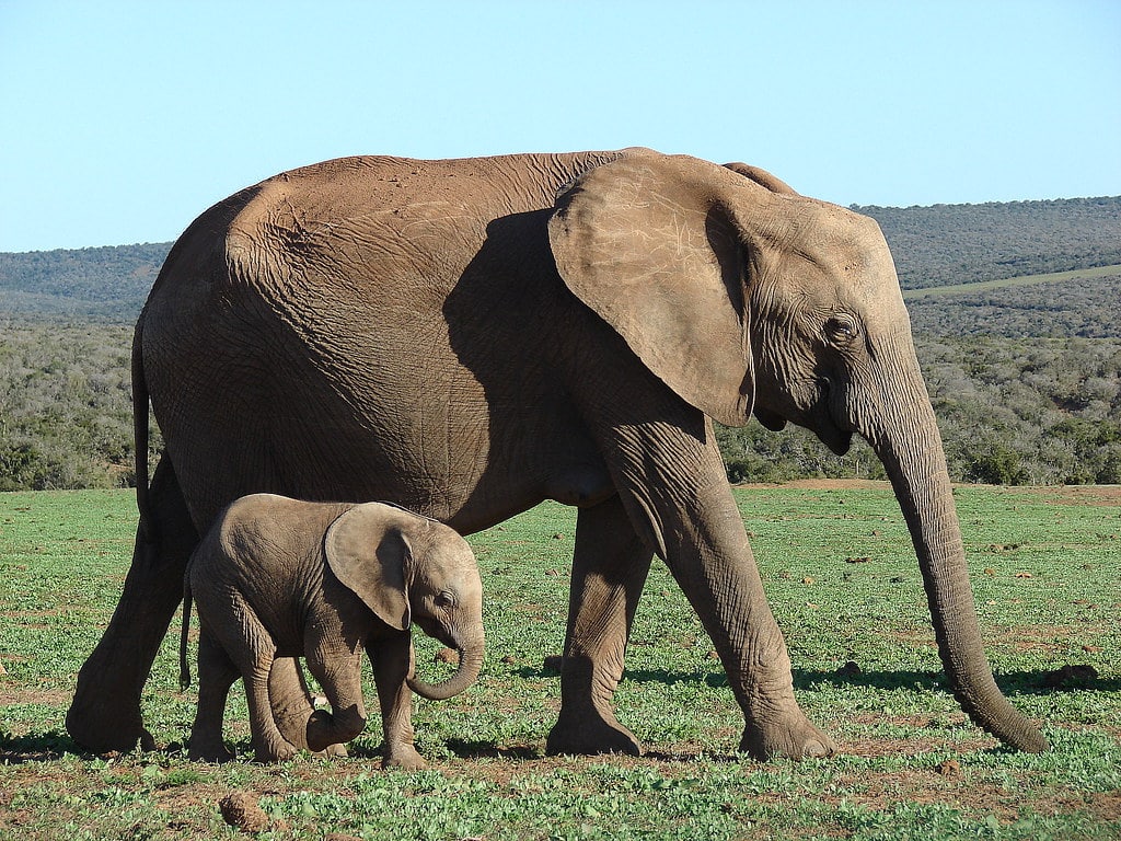 Baby elephant with her mother