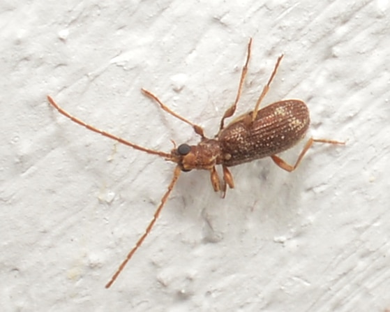 White-marked Spider-Beetle (Ptinus fur) – Bærum, Norway 2021-04-21 (01)
