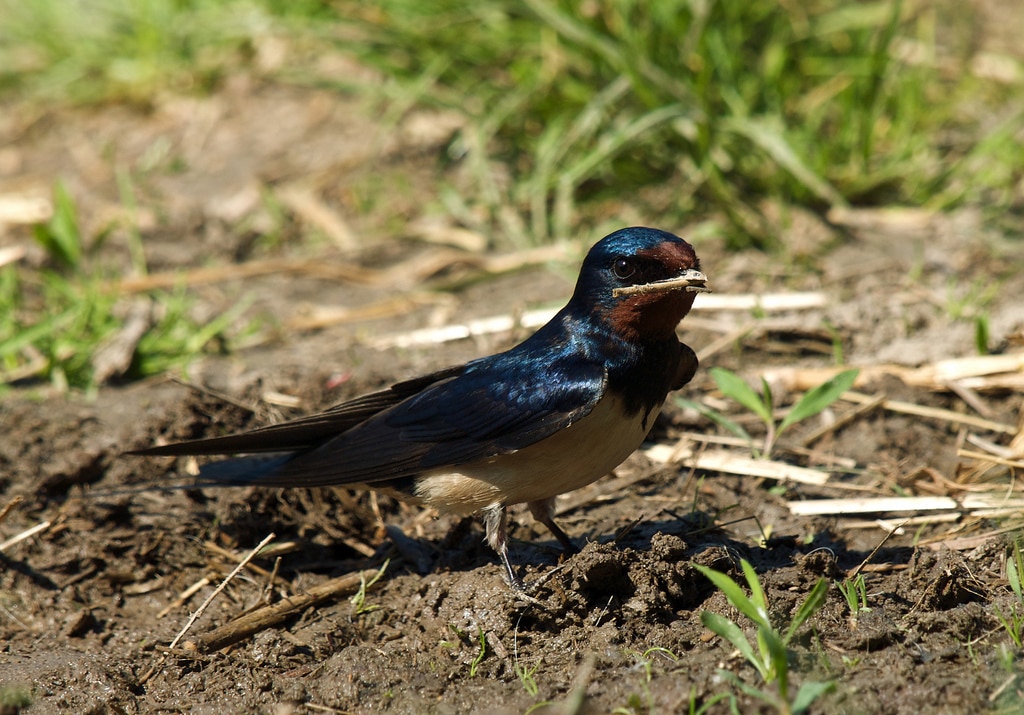 Hirundo rustica -Saxony, Germany-8