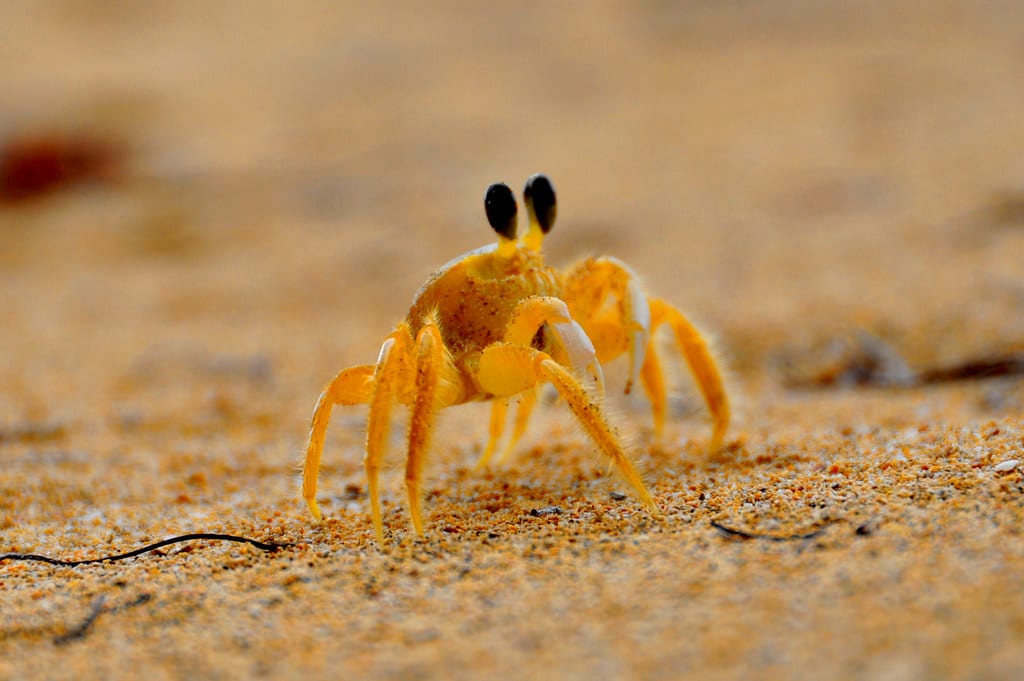 Bocas del Crab