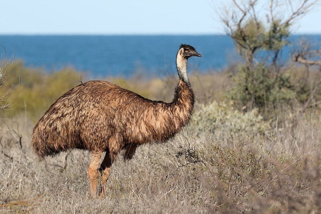 Emu (Dromaius novaehollandiae)