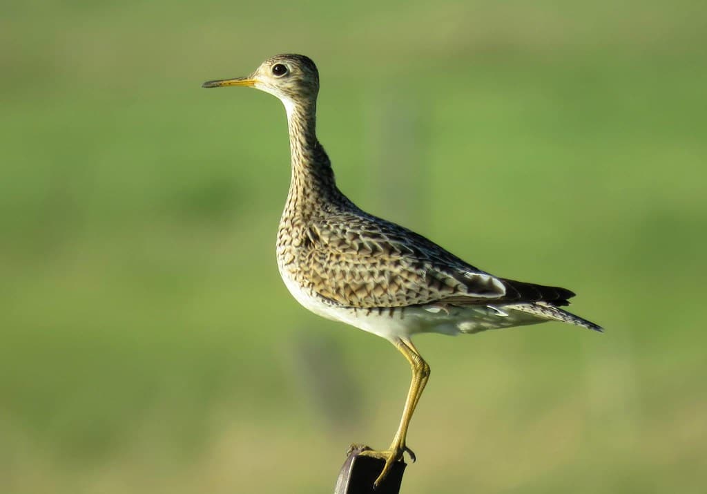 Upland Sandpiper Upland Sandpiper