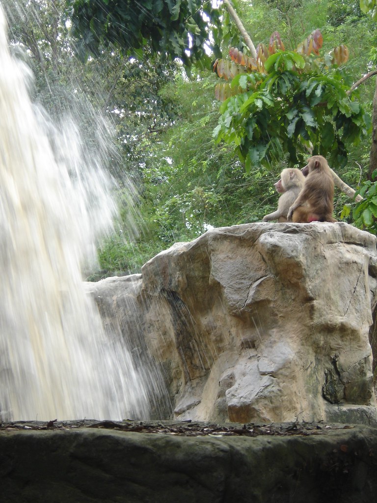 Baboons Meditation
