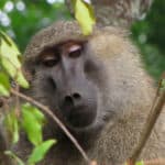 A baboon with a focused expression peers through green leaves in a forested area.