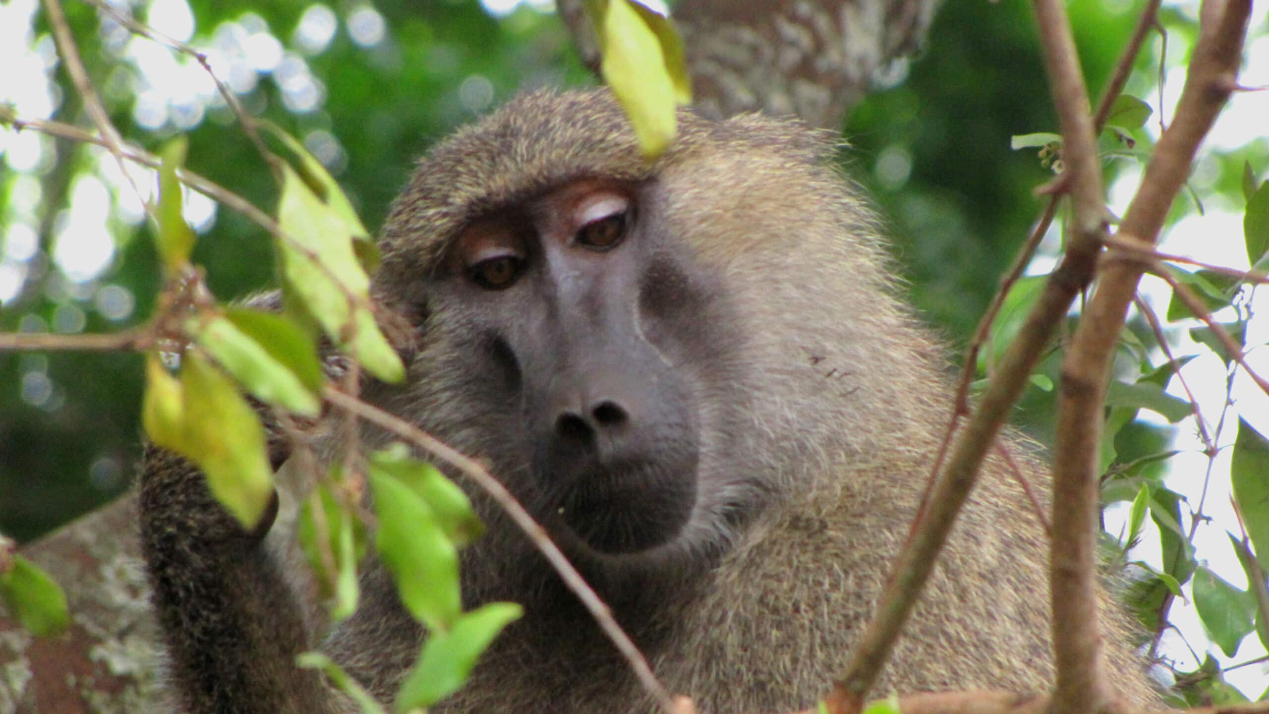 A baboon with a focused expression peers through green leaves in a forested area.