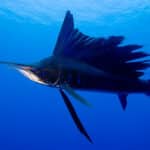 Sailfish