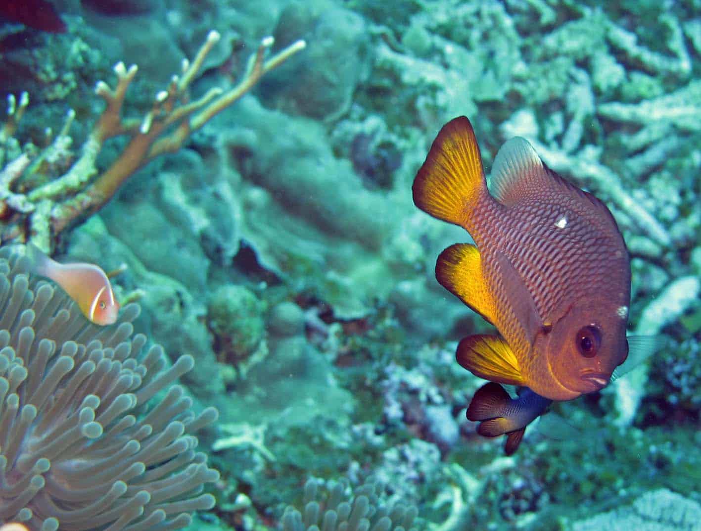 Three-spot damselfish Three-spot damselfish