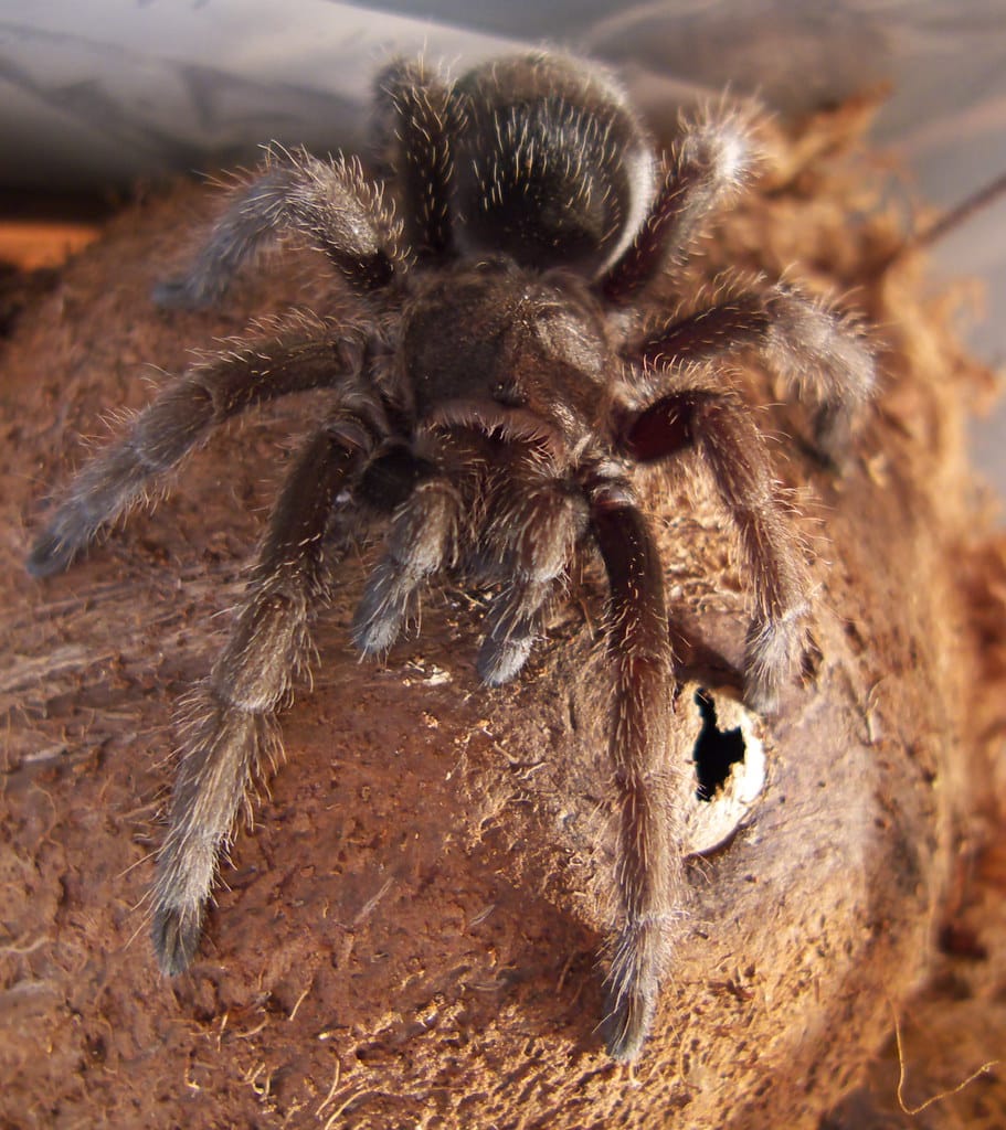 Bertie (Grammostola pulchra) tarantula