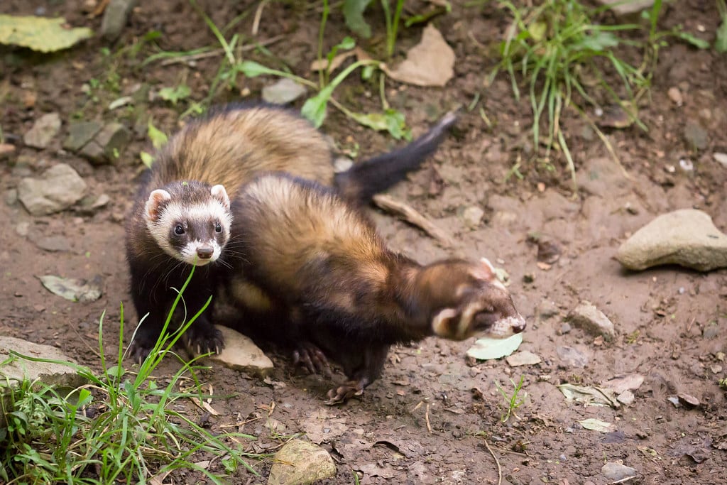 ferrets ferrets