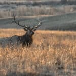 An elk with large antlers stands in a field of tall grass during dusk with rolling hills in the background.