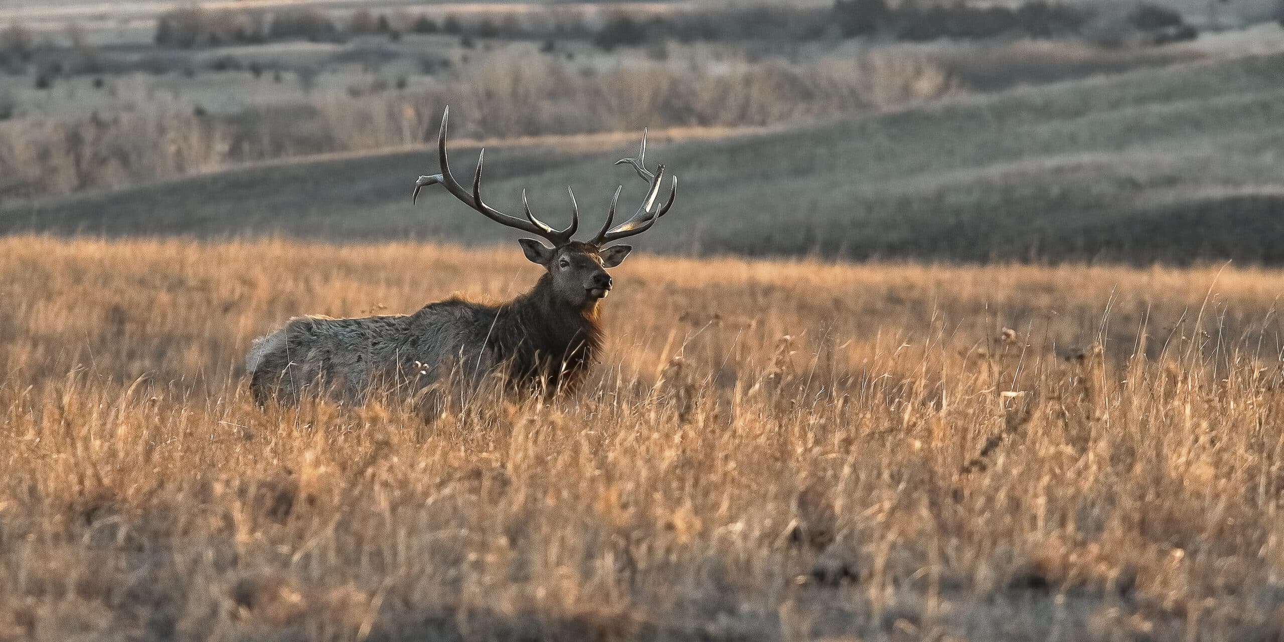 An elk with large antlers stands in a field of tall grass during dusk with rolling hills in the background.