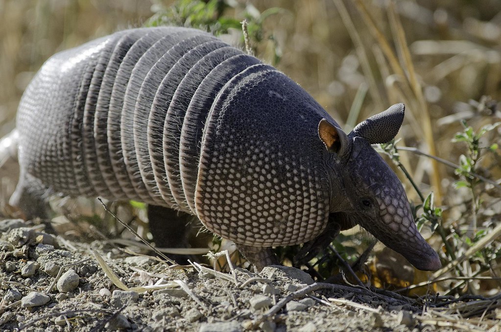 armadillo armadillo