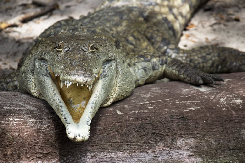 Orinoco Crocodile Orinoco Crocodile