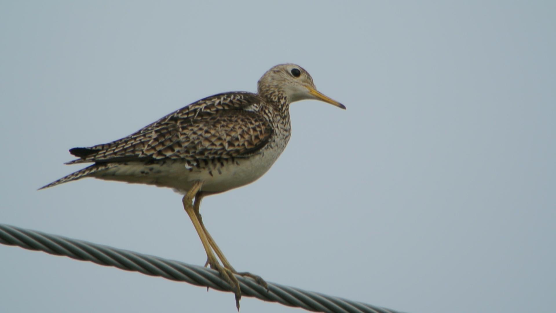 Upland Sandpiper (8371042883) Upland Sandpiper (8371042883)
