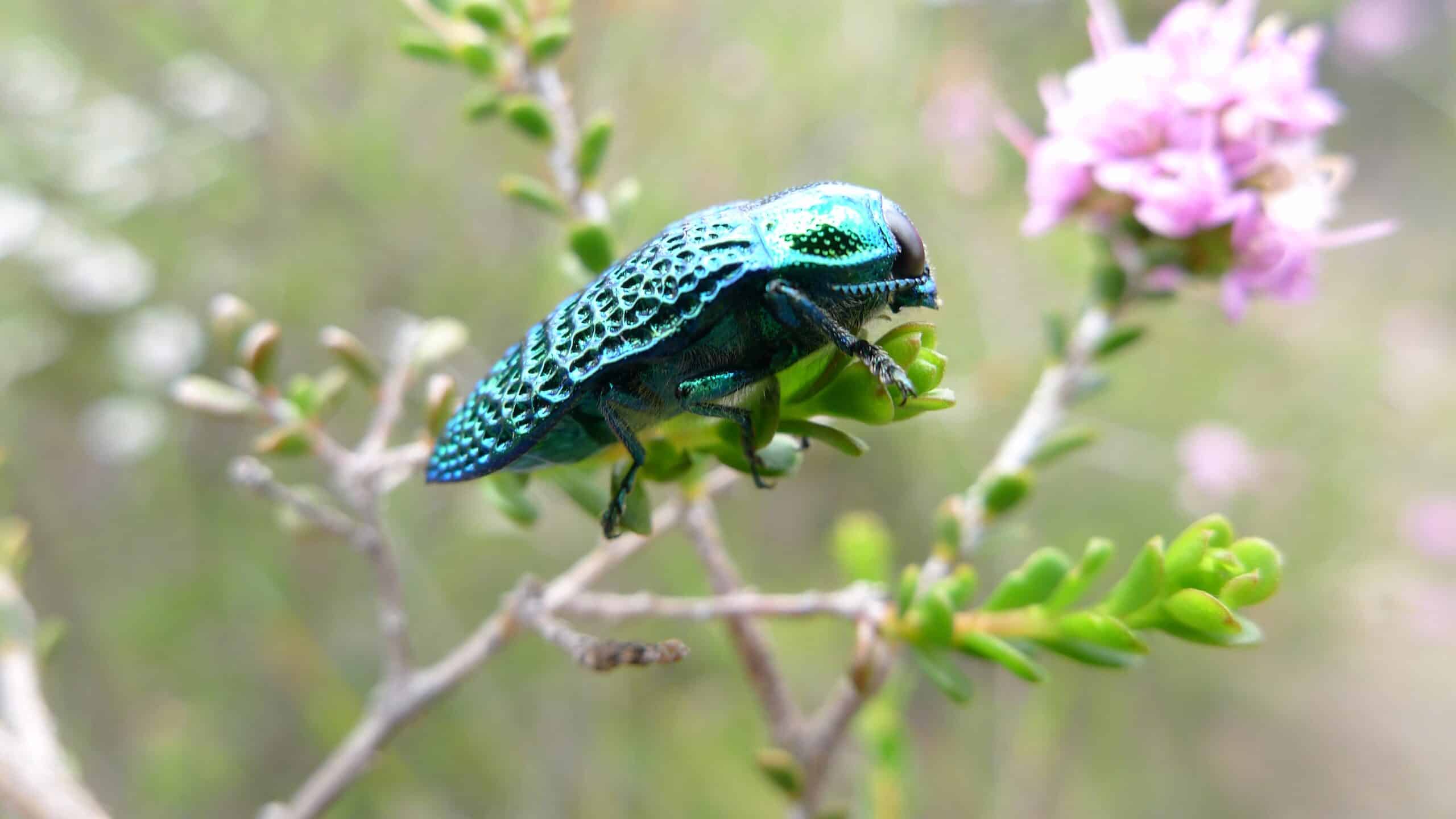 Jewel Beetle (6368395285) Jewel Beetle (6368395285)