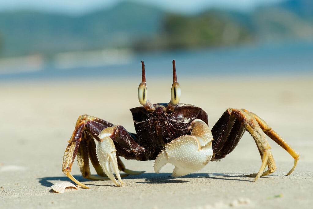 Ocypode ceratophthalma, horned ghost crab – Krabi / Thailand