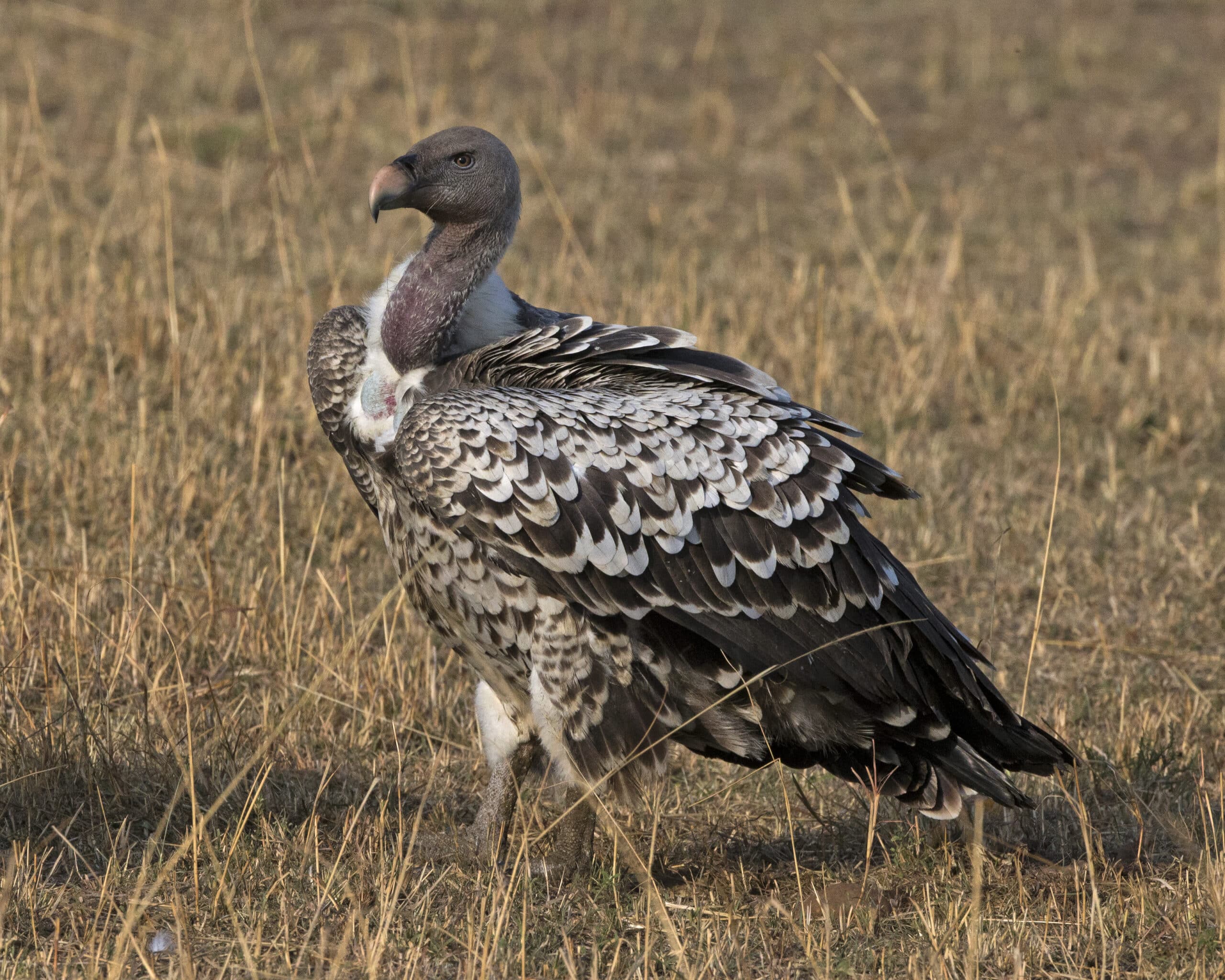 Rüppell’s Vulture (Gyps rueppelli) (21160089681)