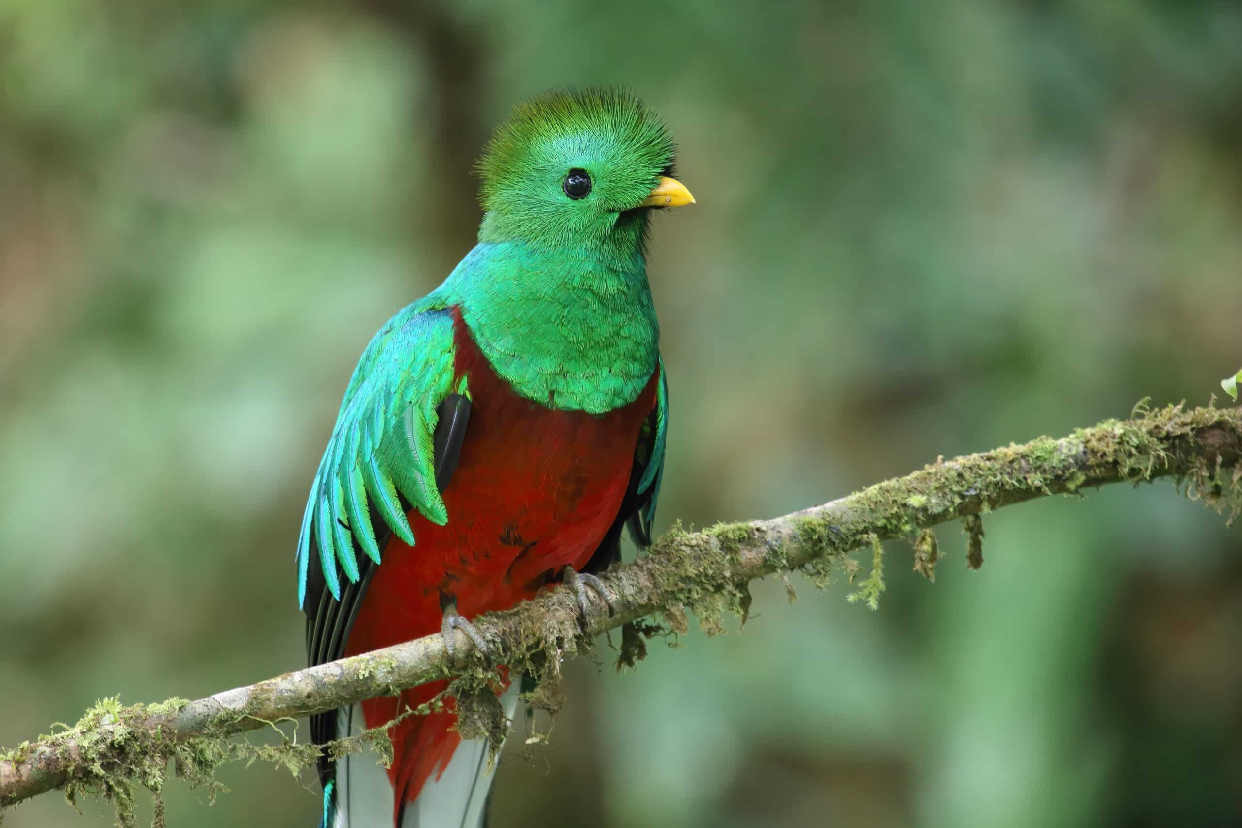 Quetzal