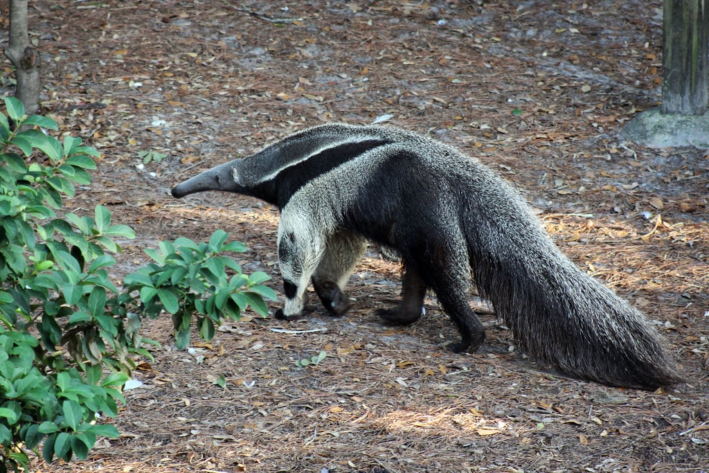 giant anteater