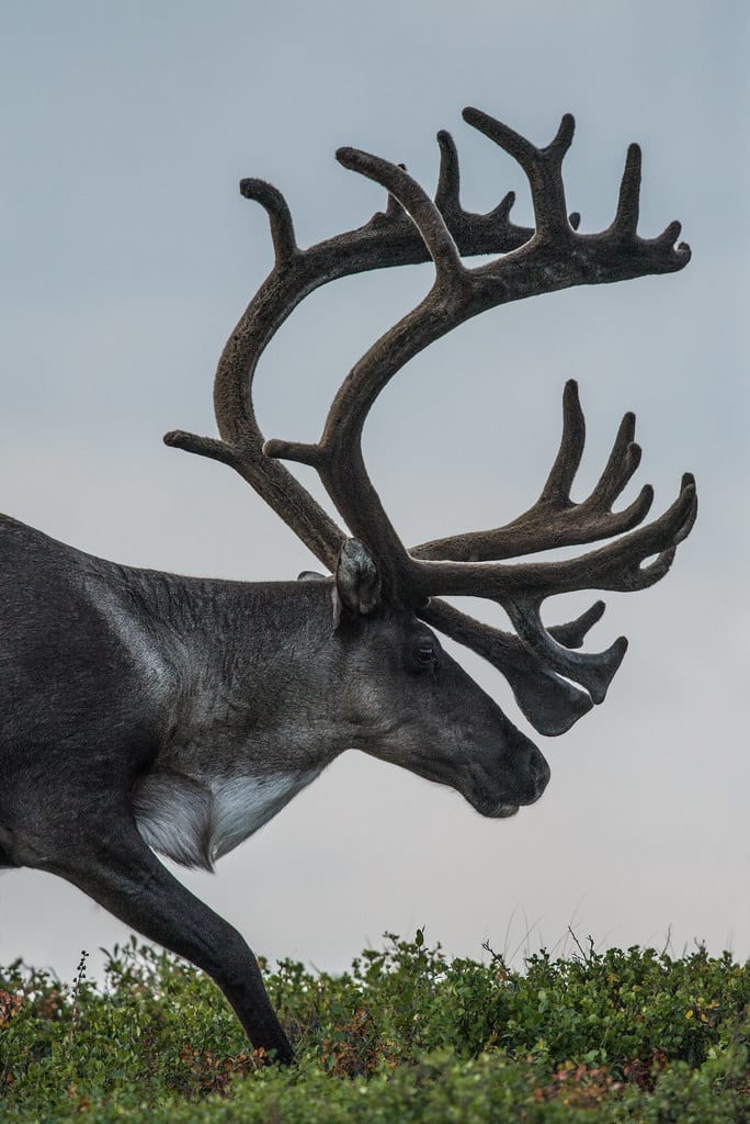 Caribou