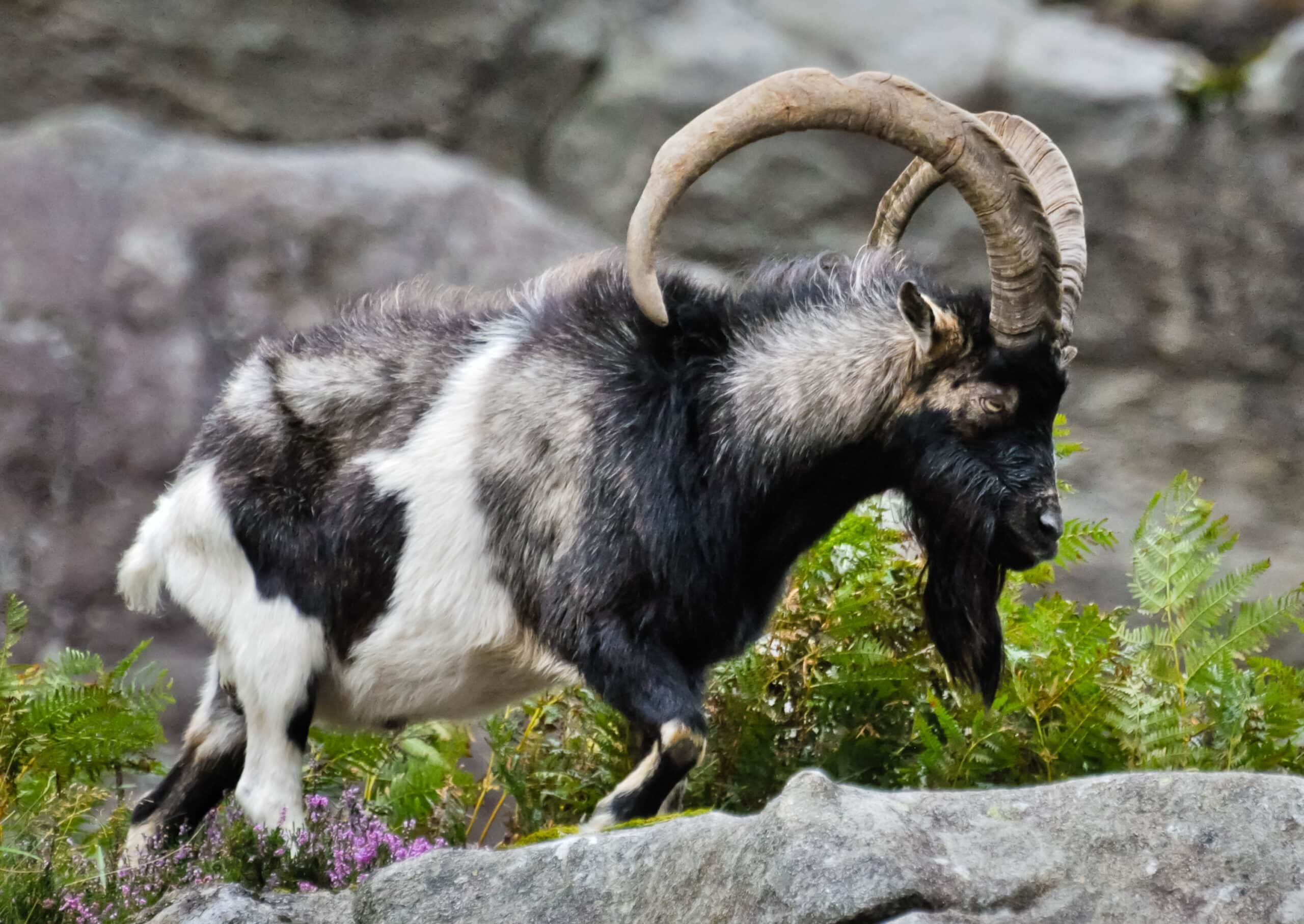 Goat