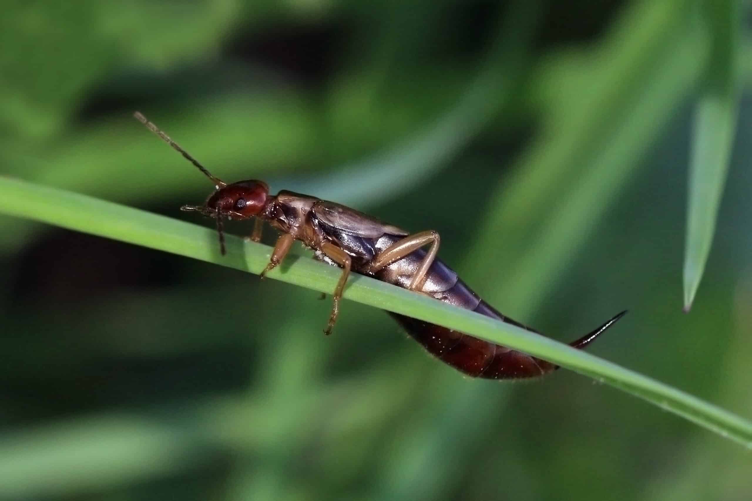 File:Earwig (Forficula auricularia) female.jpg